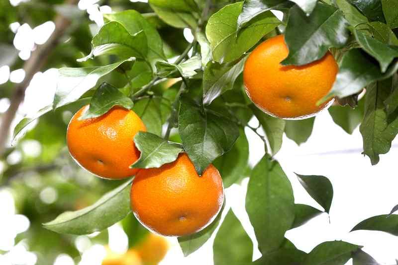 ㆍ학명 : Citrus unshiu Marcvich( 운향과감귤속에속하는상록소교목의총칭 ) ㆍ영명 : Tangerine ㆍ원산지 :