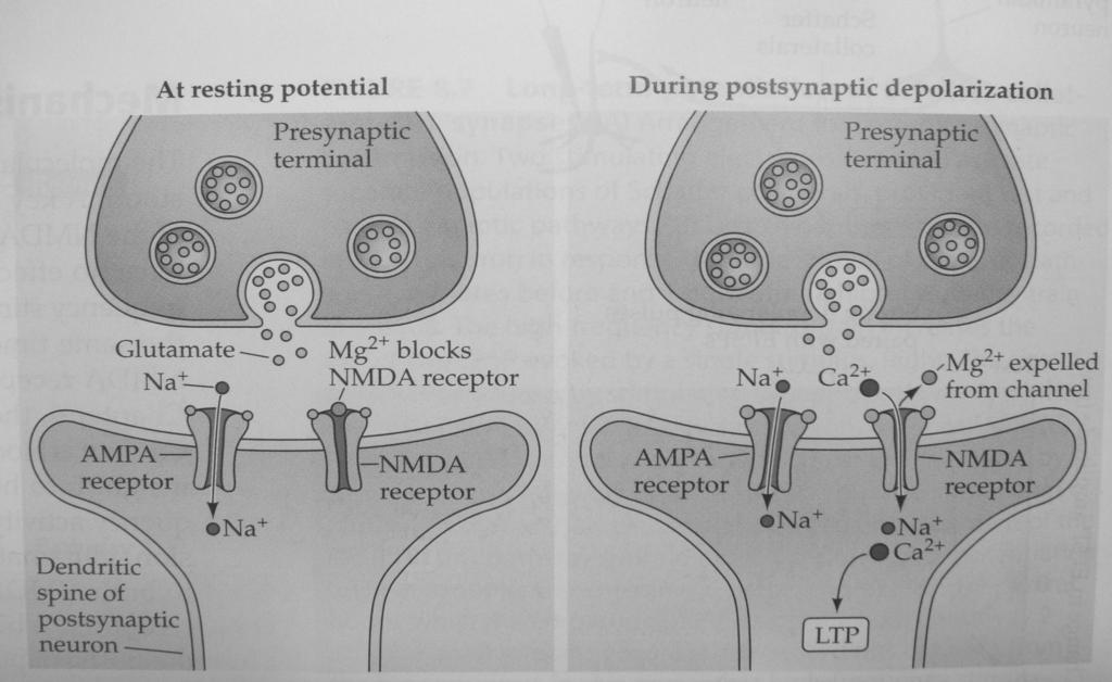 개원가에서 적용 가능한 난독증과 학습장애_박 세 근 신경세포의 가소성(Synaptic Plasticity) 신경세포 가소성(1)