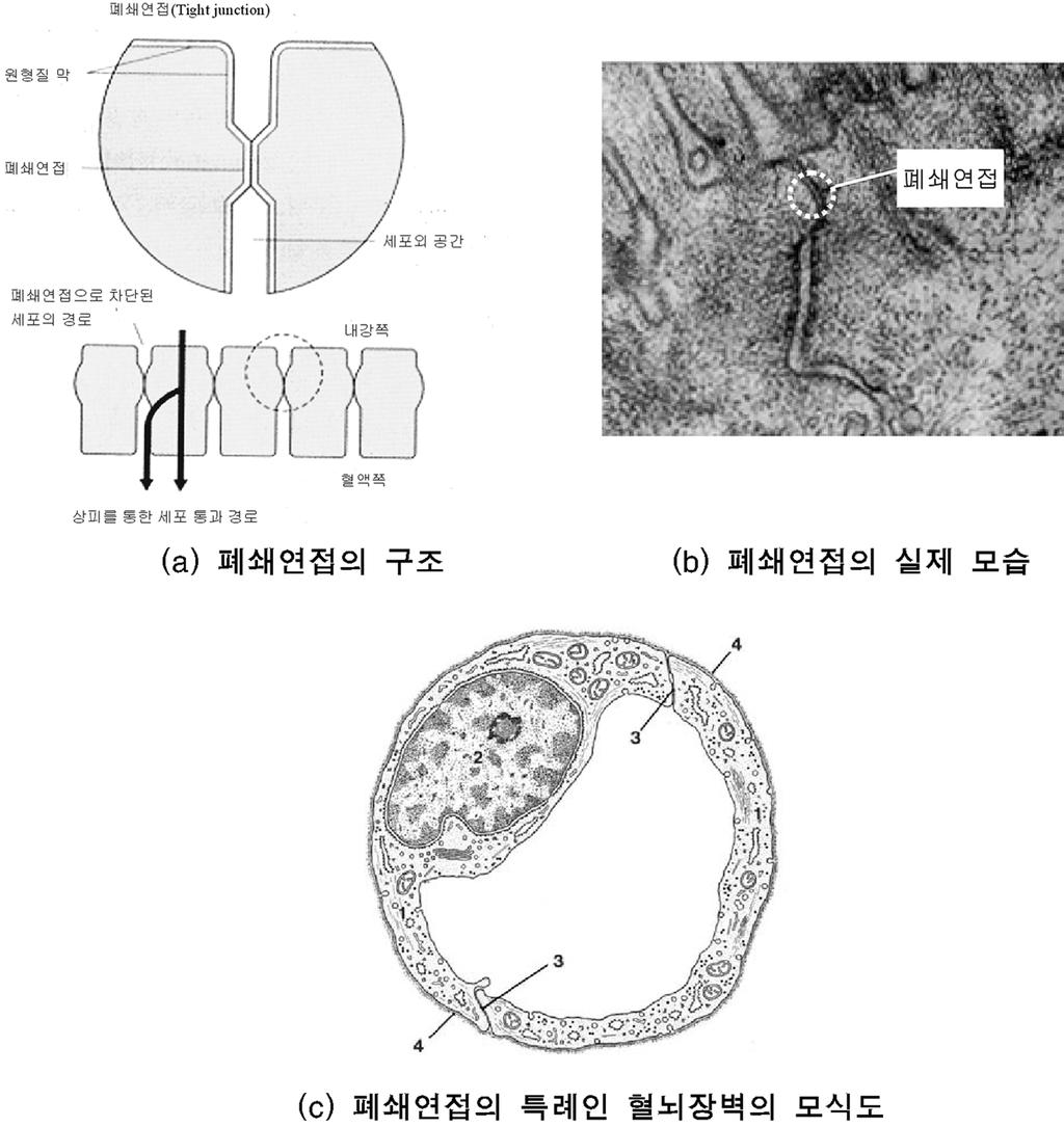 Biomaerials Research Biomaerials Research (2000) 4(4) : 07-6 C The orean Sociey for Biomaerials <일반총설> 생분해성 고분자를 이용한 뇌질환 표적형 국소 전달체 개발의 최근 연구 동향 Recen Developmen Trends of Targeed Local Drug Delivery