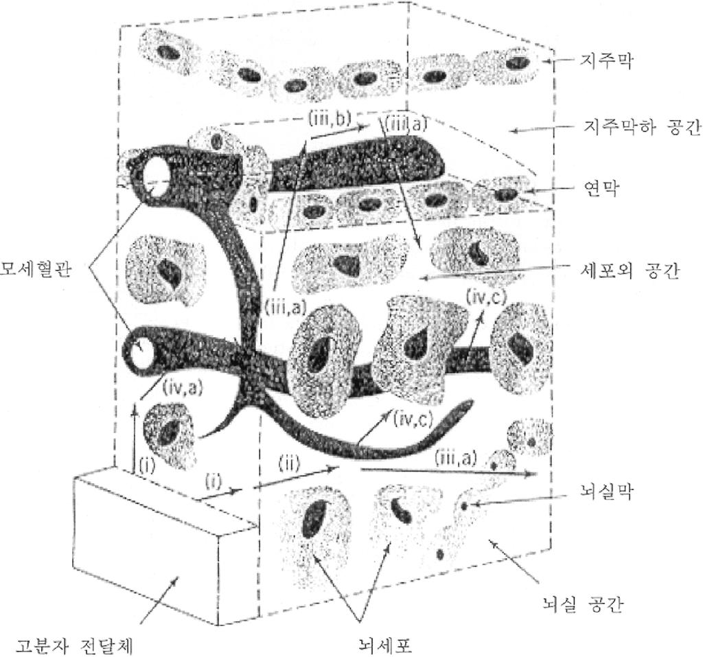 생분해성 고분자를 이용한 뇌질환 표적형 국소 전달체 개발의 최근 연구 동향 낮아서 효소 반응이 차적으로(C<<m) 나타날 때 (6)식은 다 음과 같이 유도된다. V bbbmax R e ( C ) = ----------C + ----------C + ne C = appc ε ecs m (7) 여기서 app는 총괄 차 속도 상수이다.