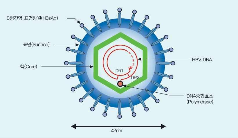 < 1> B 형간염바이러스 (HBV) 의구조 자료출처 : 한국인간질환백서 (2013), 대한간학회 (2) 감염경로및임상양상 B 주요감염경로는모자간주산기감염 ( 국내에서가장중요 ) 으로때로는성관계등의긴밀한신체적접촉으로감염되기도한다. B형간염바이러스의표면항원은감염된사람의혈액뿐아니라타액, 눈물, 정액, 복수, 모유, 위액, 소변및대변등거의모든체액에서확인된다.