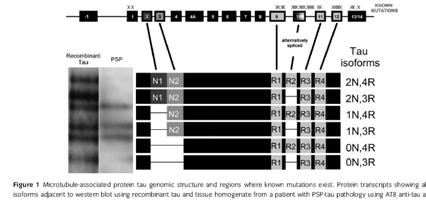 Tauopathies with Parkinsonism FTDP-17 mutation Different Isoforms of Tau Fetal tau isoforms: 0N3R Different