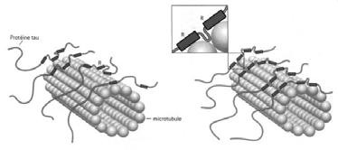 enable to render the microtubules stiffer, longer and to modify the morphology of neurites, as well as to