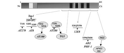 tau in AD Phosphorylation of tau by kinase (GSK-3, MARK, CDK5) detaches tau from microtubule