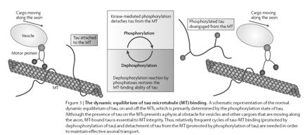 complex of Guam (Kii, Papua) Guadeloupean parkinsonism Miscellaneous cases tangle parkinsonism, LRRK2 mutations Predominant tau pathology/variable parkinsonism FTDP-17