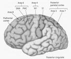 Basic Neuropsychology for the Evaluation of Dementia November 27, 2009 Why do we test motor function?