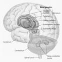 Hanyang College of Medicine Detection of neurodegenerative disease 2 Introduction Brain Structures Involved in Motor Control Brain Structures Involved in Motor Functions Motor System & Movement