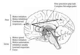 박아람 Neuropsychological Assessment of Motor Functions Handedness Test Cerebral dominance Initiation and perseveration Manual dexterity Graphomotor skills Balance Ambulation Motor speed Speech