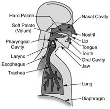 Neurogenic Language and Speech Disorders Repetition Naming Confrontation naming Generative naming Reading Paraphgraph, sentence, words (words, nonwords, irregular words) Reading aloud, comprehension