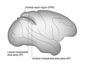 for perception Dorsal visual system- WHERE?