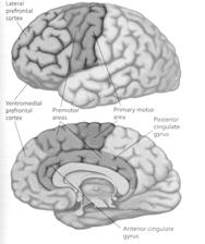 Basic Neuropsychology for the Evaluation of Dementia November 27, 2009 Frontal Lobe Functions 1 Neuropsychological tests for frontal lobe functions Attention Working memory Memory Visual construction