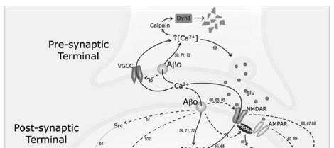 Amyloid