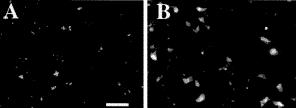 et al., 1999). So, where does zinc come from? Suh et al. Brain Res.