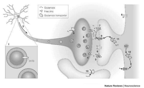 , 1997; Frederickson et al., 2000; Jo et al.