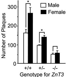 Zn Zn Soluble Aβ Insoluble Aβ Aggregation Amyloid