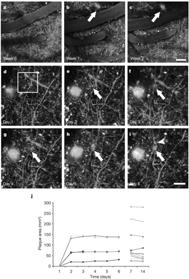 (Meyer-Luehmann et al.