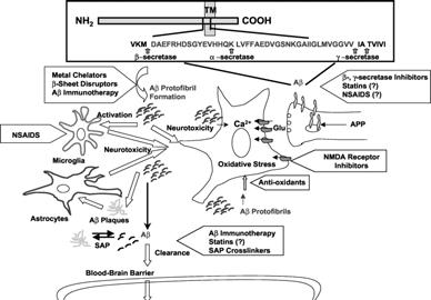 plaque formation Targets for Alzheimer s