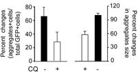 고재영 CQ activates autophagy CQ reduces accumulation of mhttq74 A C 1 3 5 10uM Anti - LC3 I/II A Anti-LC3 I/II CTL Clioquinol P M M C 0.