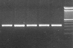 sequencing Ref Seq Ref Seq Forward Reverse