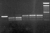 697 A>C (M233L) Mutation Confirm Mutation