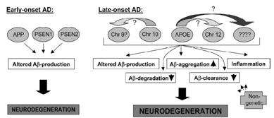 Dreses et al 2008 Several other potential genes are under investigation Contribution and