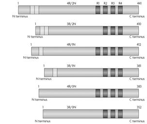 양동원 Tau synthesis Tau Isoforms Choromosom 17 q21 Microtuble-binding domain(mbds)- C terminal 31-32 AA, 3 or 4 repeated