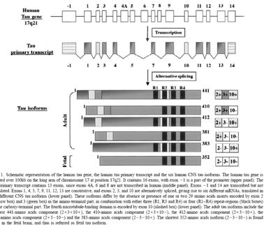 affect binding ability of tau 6isoforms Human Chromosome Tau and chromosome Microtubule Associated Protein Tau - MAPT -