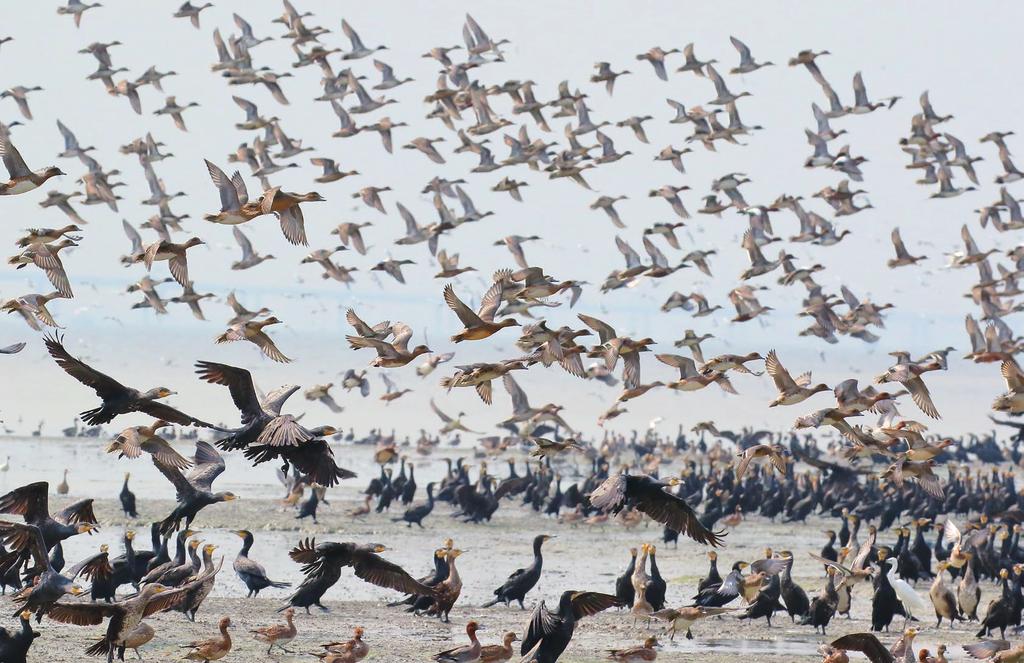 홍콩 습지공원Hong Kong Wetland Park과 침베이추이Tsim Bei Tsui Bird Watching 조류 관찰지로 유명한 홍콩에는