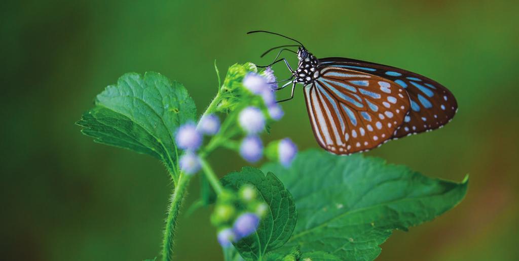 내츄럴 원더랜드 BUTTERFLY WATCHING 싱문 컨트리 파크 SHING MUN COUNTRY PARK 남서부 뉴테리토리(신계) 지역에 있는 싱문 컨트리 파크는 자연을 즐기고 싶은 사람들에게