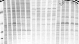 Optimization of Protein Expression Plaque Isolation: M N 1 2 3 4 5 6 M N 1 2 3 4 5 6 98 64 50 36 22 M: SeeBlue_Plus2
