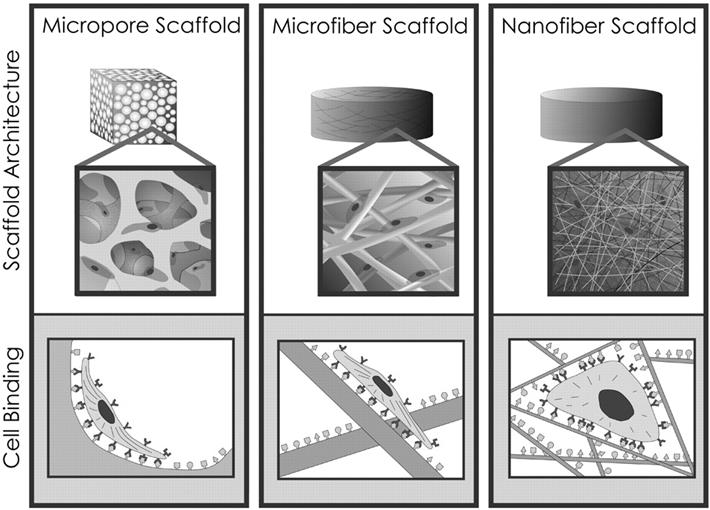 electrospinning. 그림 2. SEM images of human hair and nanofiber. 도를나타내고있다. 고분자를용매에완전히녹인후일정속도로실린지를통해밀어내게되면바늘끝에액적이생기게되며, 이액적은일정한표면장력을가지고매달려있게된다. 이때고전압을걸어주면액적중에양전하밀도가높아지게되며전하반발이생긴다.