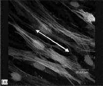 Characterization of the electrospun scaffold.