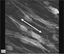 SEM image of electrospun nanofiber scaffold before crosslinking at 18X magnification.