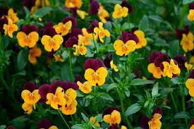 제비꽃과꽃이용 팬지 비올라 관상용, 식용 유럽 햇빛이잘들고배수가잘되는곳 * 햇빛이잘드는곳에서재배 Viola tricolor