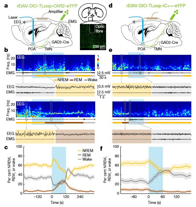 1. 역행성표지법과유전자프로파일링을통한수면뉴런의규명 ( 계속 ) Optogenetic activation or inhibition of GABA POA TMN neurons enhances or suppresses sleep. a, Schematic of optogenetic activation experiment.