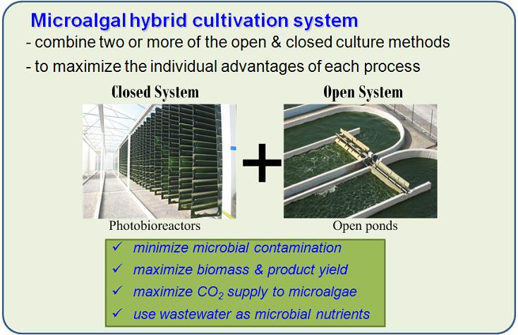 재 Green Star Products, Inc.(GSPI) 사는이산화탄소저감을목표로 100 에 이커규모의반개방형인 HAPS(Hybrid Algal Production System) 을설치하 여발전소의배가스를처리하고바이오디젤생산을추진하였다.