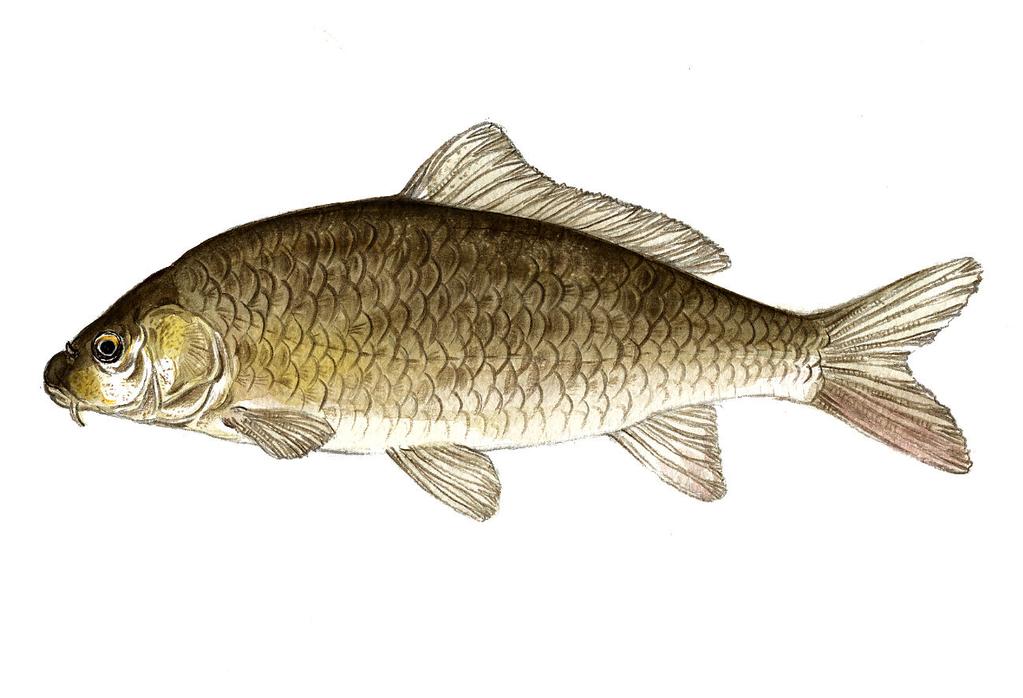 잉어 (Cyprinus carpio) 흔히볼수있는것들은몸의길이가 500mm 안팎의개체 들이지만때로는 1m 가넘는것도있다. 몸은길며원통형에 가깝고붕어보다는덜하지만옆으로납작하다. 몸통은길이 에비해서폭[ 체고 ( 體高 )] 이좁다. 비늘은붕어의비늘처럼 크고기와모양으로배열되어있다. 붕어와달라서입수염이 두쌍있다. 뒤쪽의것이굵고길어서눈의지름과거의같 거나그보다좀더길다.