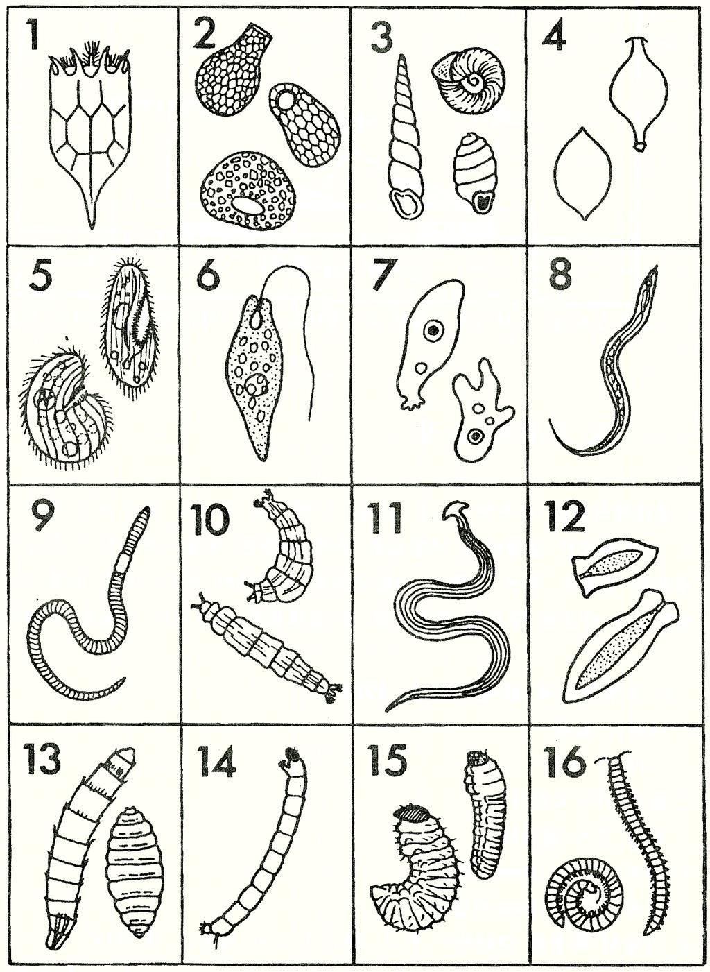 그림 5-1. 檢索補助그림 (1) 1. 윤충강 2. 유각아메바 3. 복족강 4. 지렁이卵襄 5. 섬모충아문 6. 편모충아문 7. 아메바목 8.