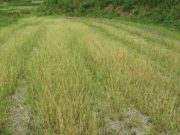 Syntaxonomical Characteristics of Abandoned Paddy Fields by Seral Stages in South Korea a. Alopecurus aequalis c. Digitaria ciliaris b. Bidens frondosa d. Cyperus iria Fig. 2.