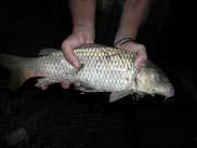 잉어 Cyprinus carpio 붕어 Carassius auratus