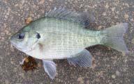 꾹저구 Chaenogobius urotaenia 민물검정망둑 Tridetiger brevispinis