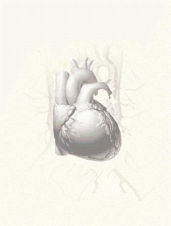 Cardiovascular 심장과혈관 Update Vol. 4, No.