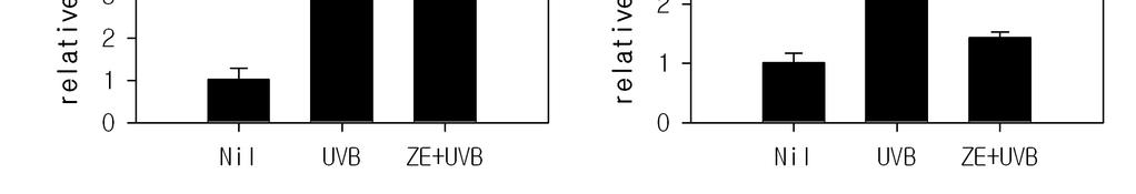 초피나무열매추출물의 COP1 및 PPAR-α 조절을통한자외선에대한피부보호효과 399 A B Figure 5. ZE regulated UVB-induced inflammation. NHEK cells were pre-treated with 50 µg/ml of ZE for 24 h.