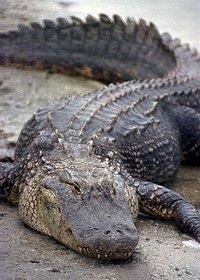 (crocodile), 중남미악어 (caiman), 인도악어
