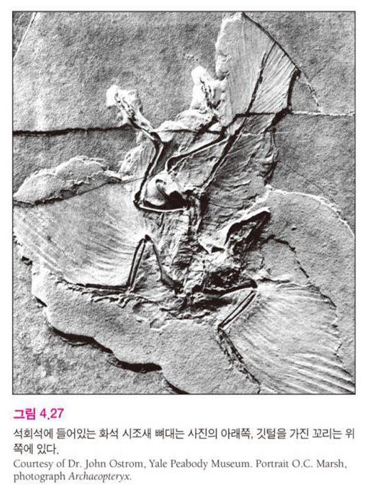 익룡 (Pterosaurs) : 날개의크기는 10 m
