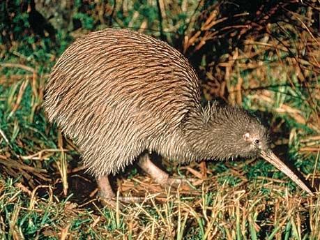 (emus), 화식조 (cassowaries) 멸종한