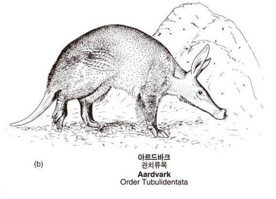 36b), 아르드바크 (aardvark) 는긴주둥이와길고끈적한혀,
