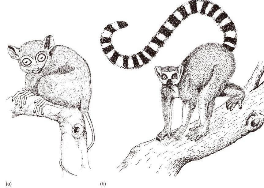 (8) 영장류 (Primates) 원시영장류 ( Prosimians) -여우원숭이(Lemur는라틴어로귀신을의미 ): 머리는척추에수직으로곧추세우고있다