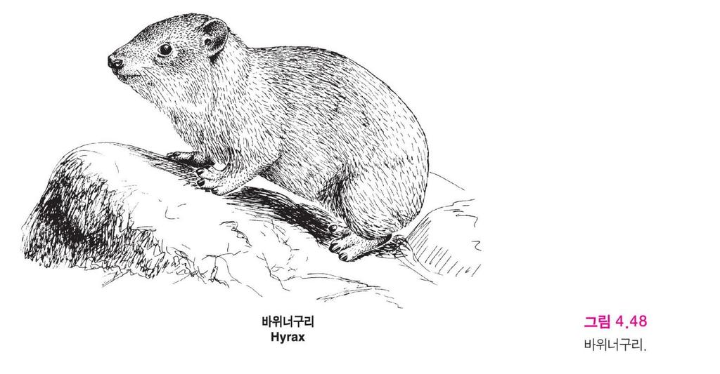 (15) 바위토끼류 (Hyracoidea) -앞다리에 4개, 뒷다리에 3개의발가락을가진다.