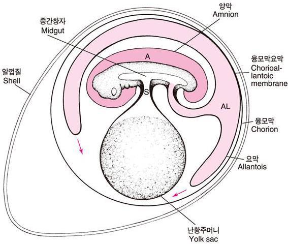 막의내막에서분비되는양수로차있다.